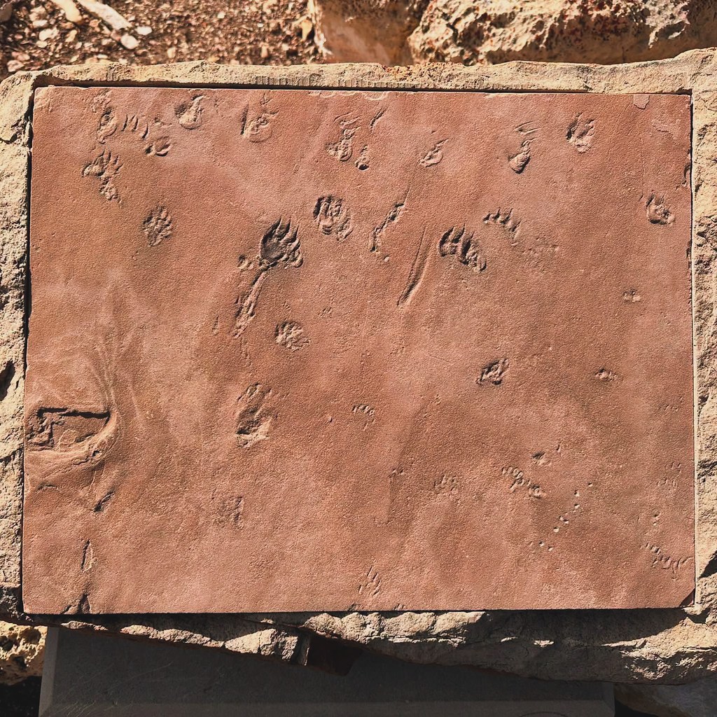 Fossil Trackways in the Coconino Sandstone