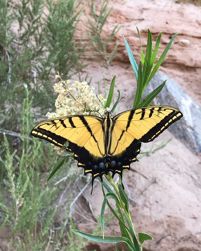 Swallowtail Butterfly in Grand Canyon